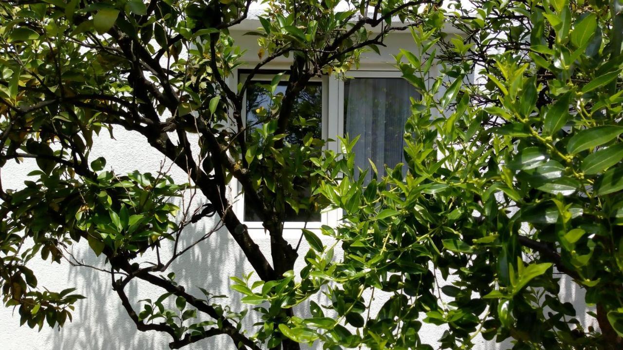 Tea Apartment Kotor